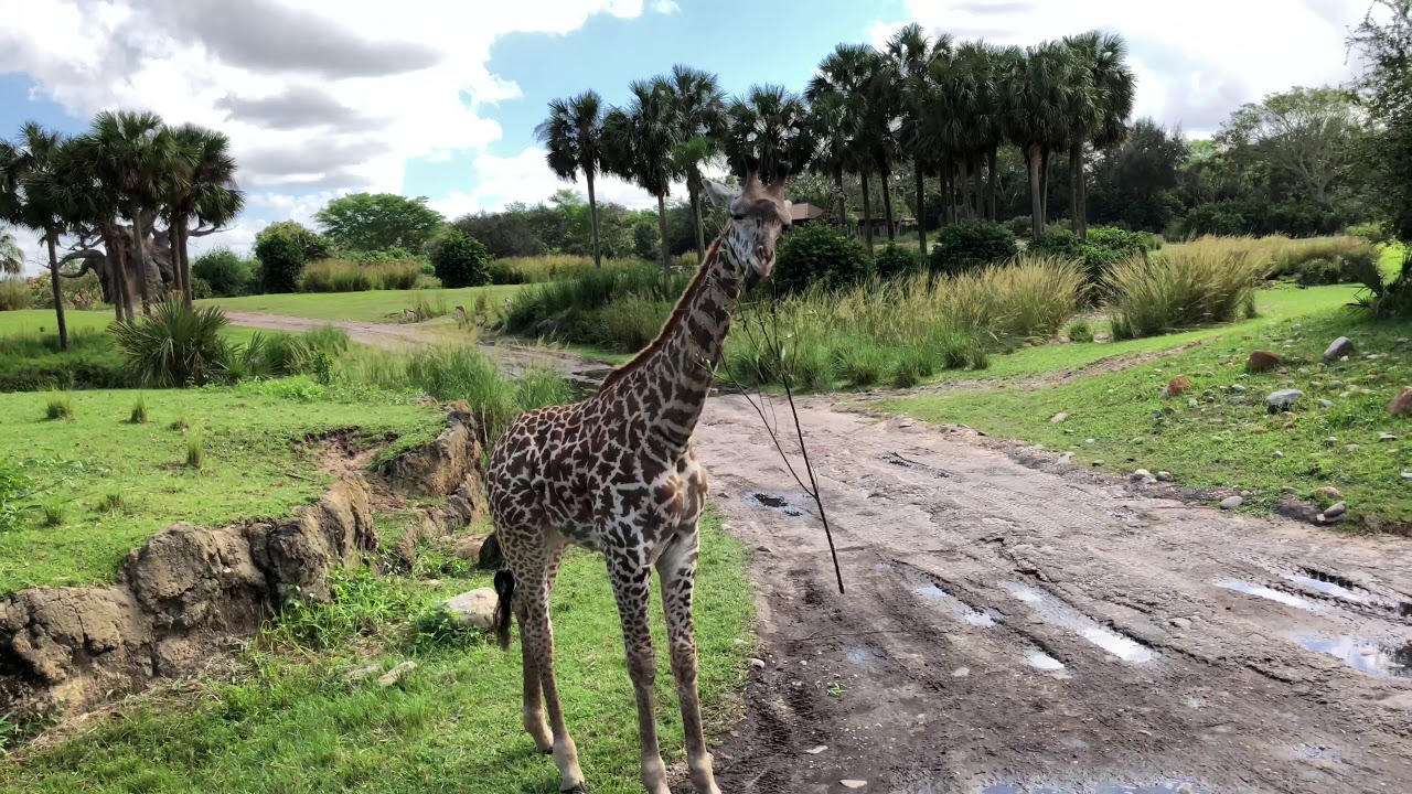 A Tour around The Animal Kingdom at Walt Disney World, Florida