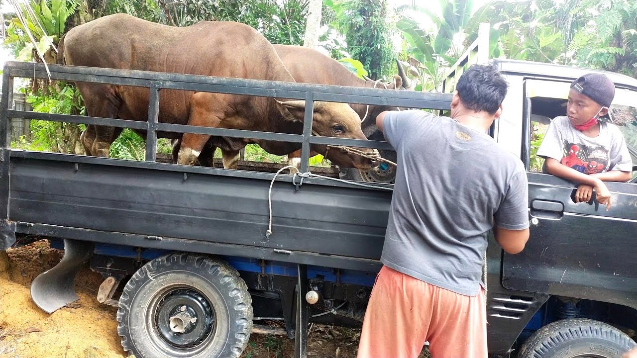 loading sapi Qurban part 4....sapi Bali zemox @ sugiatno cak giat - YouTube