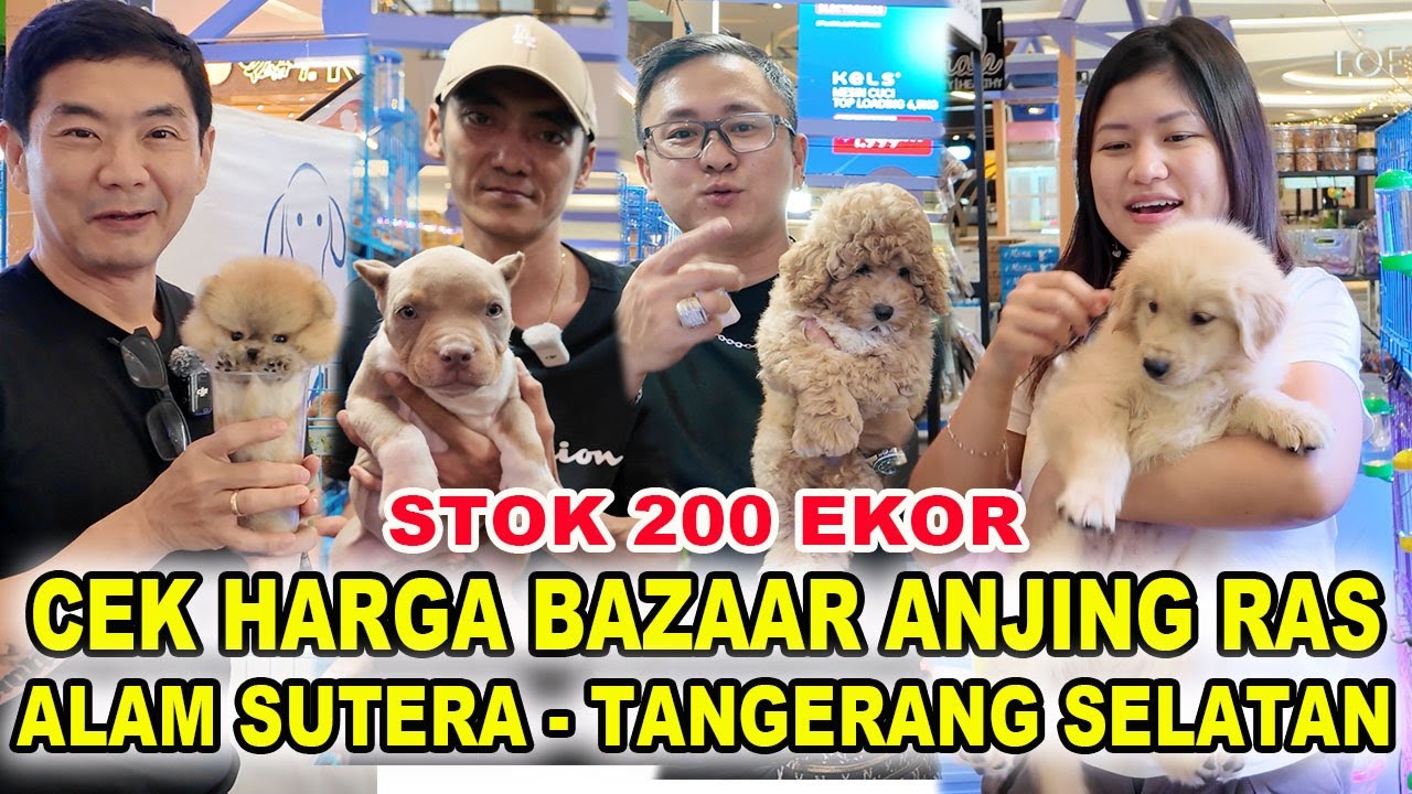 Cek Harga 200 Ekor Anjing Ras Di Pet Bazaar Living World Alam Sutera Tangerang Selatan