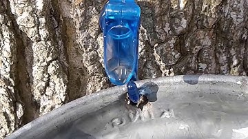 Watch And Listen To Maple Sap Dripping Into A Maple Syrup Bucket