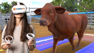 CattleVR - Virtual Reality Cattle Handling Training