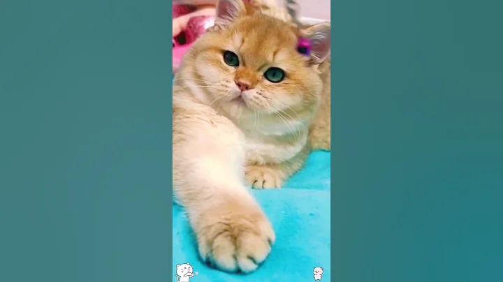 Video 3304171: cats catlover kittycat kitten, cats catlover kitten kitties, kitten catlover cute kittycat, kitten catlover animals kitty, funny kittens baby