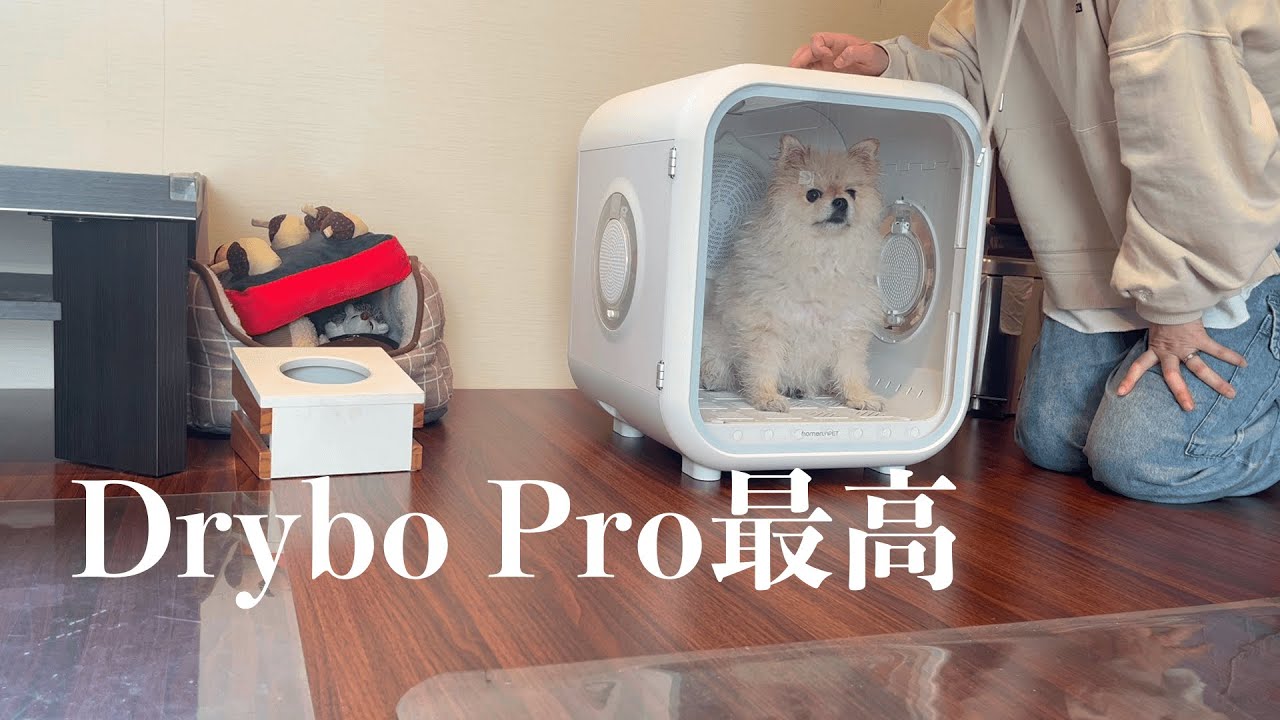 ポメラニアンまめこ家にドライルームDrybo Pro降臨【ドライルーム】【Drybo Pro】