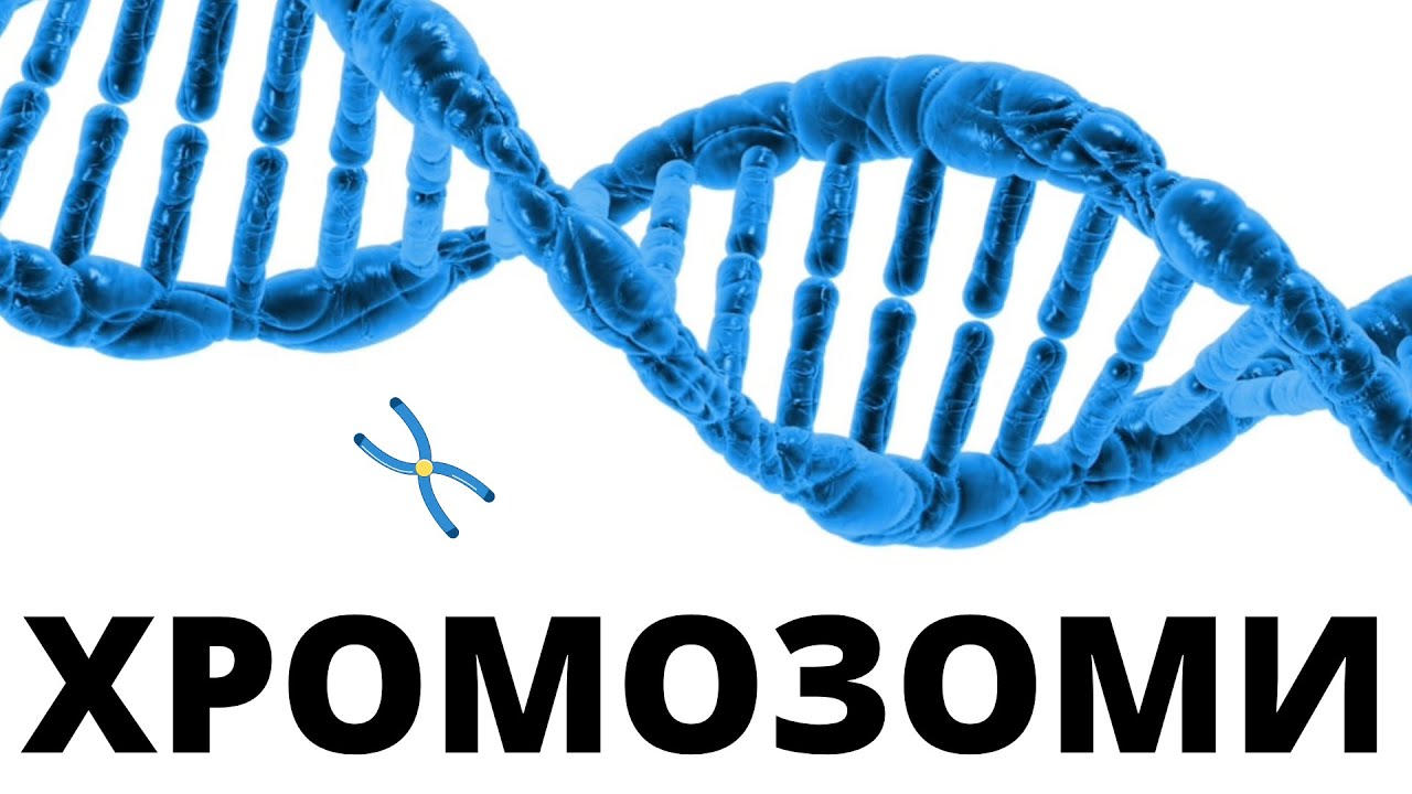 ХРОМОЗОМИ - Синдром на Даун/ Тризомия 21 // Синдром на Търнър/ Монозомия // Синдром на Клайнфелтър