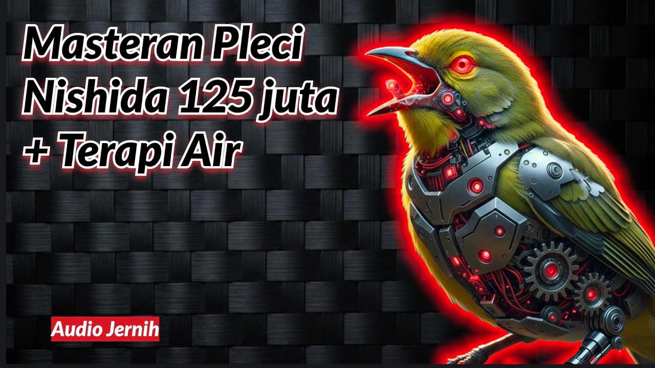 Masteran Pleci :Legend Nishida 125 juta Viral + Terapi Air Audio Jernih