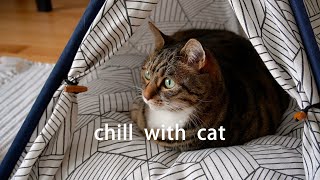 Cat Sleeping in A Tent~ Chill | Lofi | Beats | Relax | Calm | Study | Work | Sleep