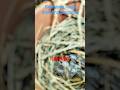 garmi mein colony breeding#birds #javasparrow #zebrafinchbreeding #ytshorts