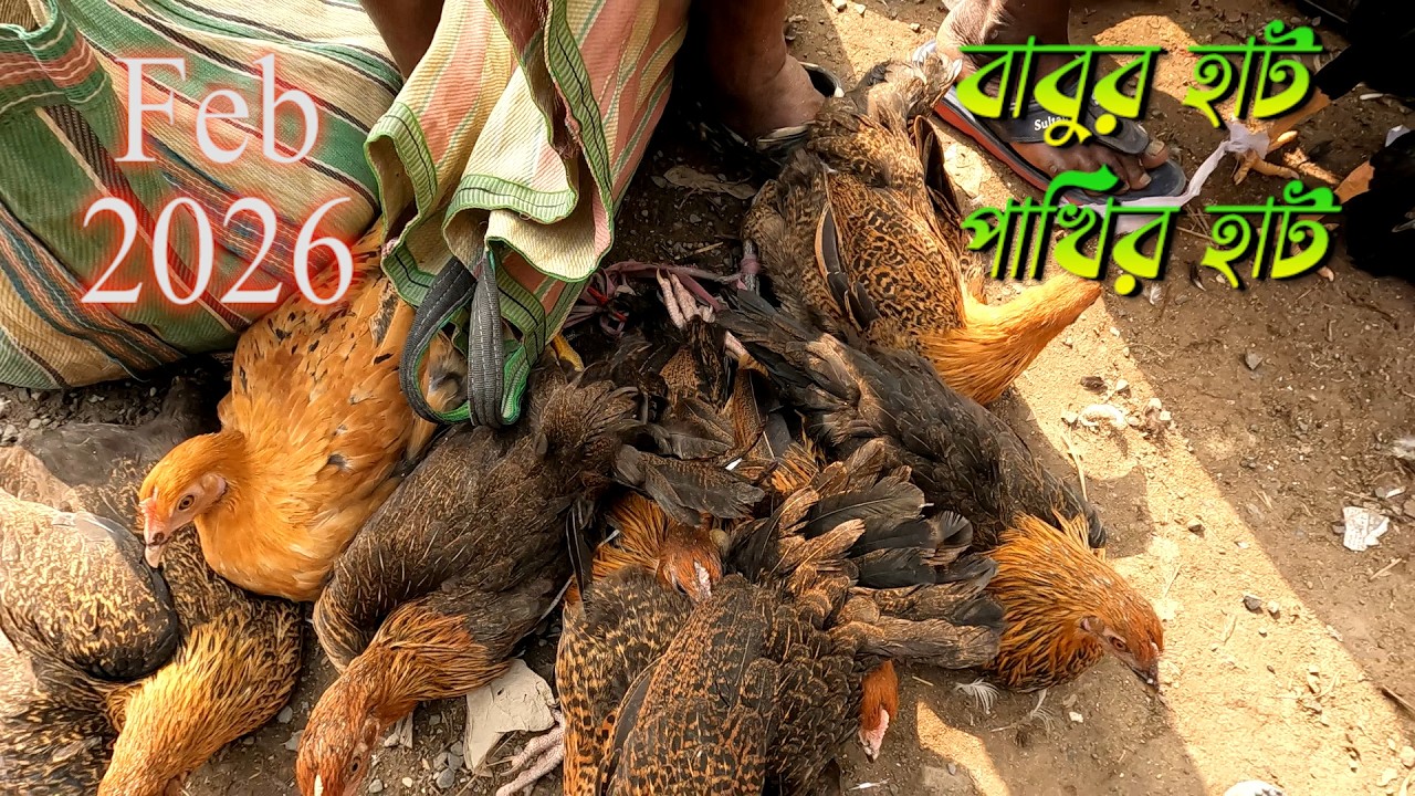 বাবুরহাট পাখির বাজার ২০২৬ 🐔🦆 | মুরগি হাঁস কবুতর দাম | Babur Hut Bird Market February 2026