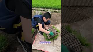 This Genius Rice Farming Method is the Future of Agriculture! 🌾#Agriculture #ModernFarming
