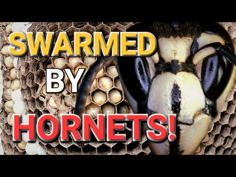 SWARMED And ATTACKED By HORNETS!! Removing A Hornets' Nest! Wasp Nest Removals