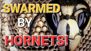 SWARMED And ATTACKED By HORNETS!! Removing A Hornets' Nest! Wasp Nest Removals