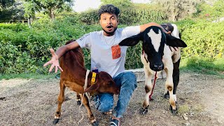 Baby Cow Sultan ki Larai Ho Gai New Cow k sath | Or horror Seen | 