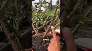 Sigas as dicas para sucesso na poda da roseira 🌹 #rosas #plantas #roseira #jardim
