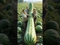 Chinese Farmers Harvest Long Watermelons Fruit Farming Farm Nature Shorts 