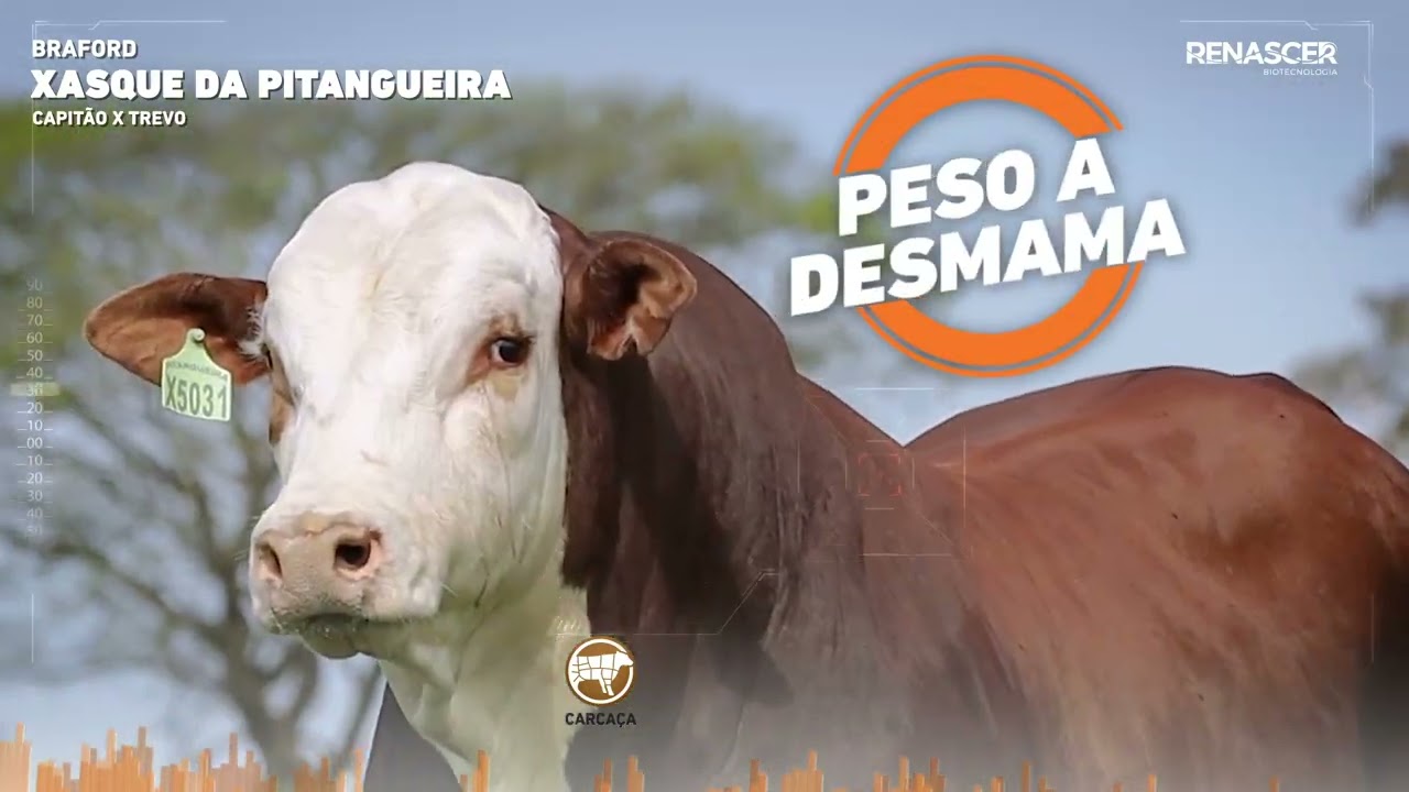 Xasque da Pitangueira: Doses de Sêmen do Reprodutor Braford