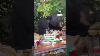 Bear Crashes Kids 2Nd Birthday Party