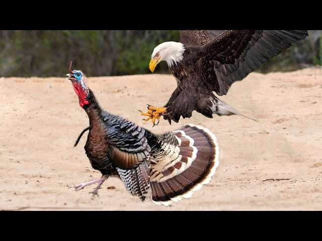 The Most Amazing Eagle Attacks Ever Caught on Camera! class=