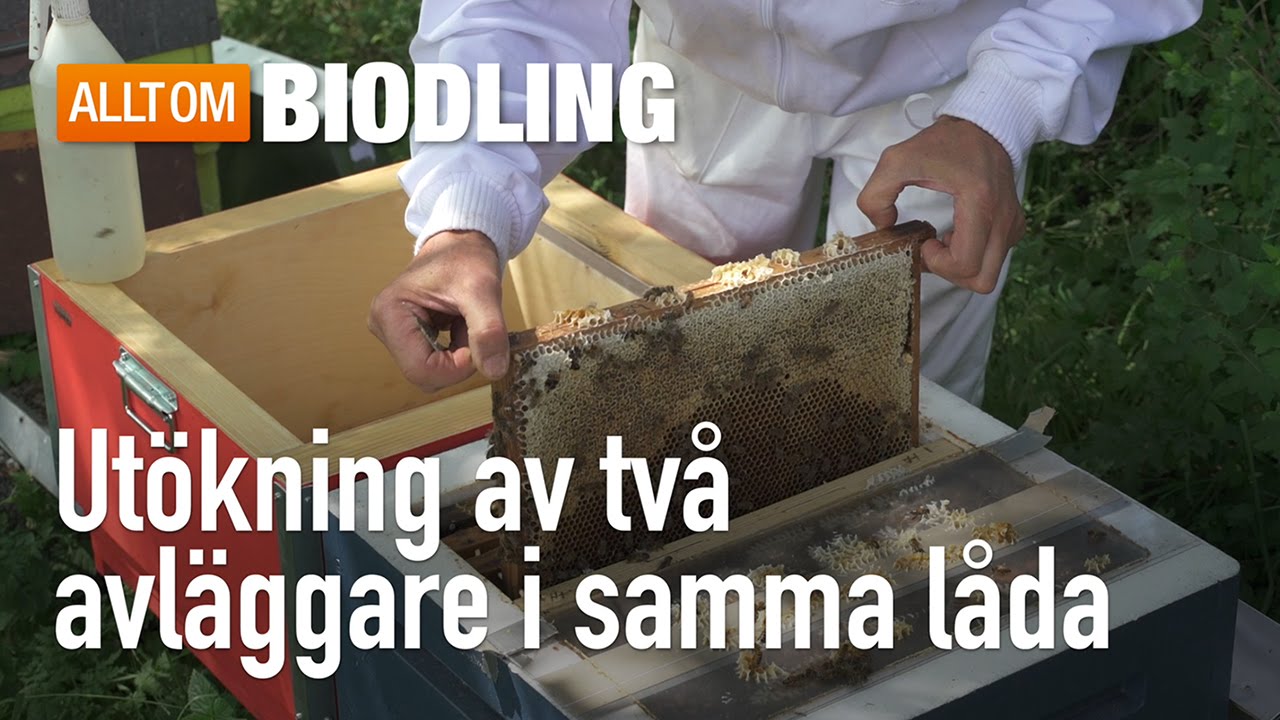 Utökning av två avläggare i samma låda - Biodling