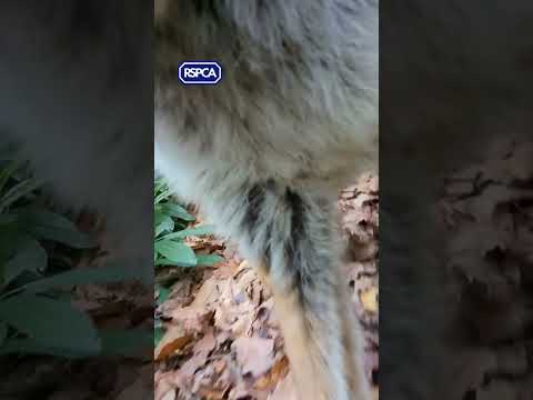 Fox takes RSPCA animal rescuer's phone!  #fox #wildlife #animals