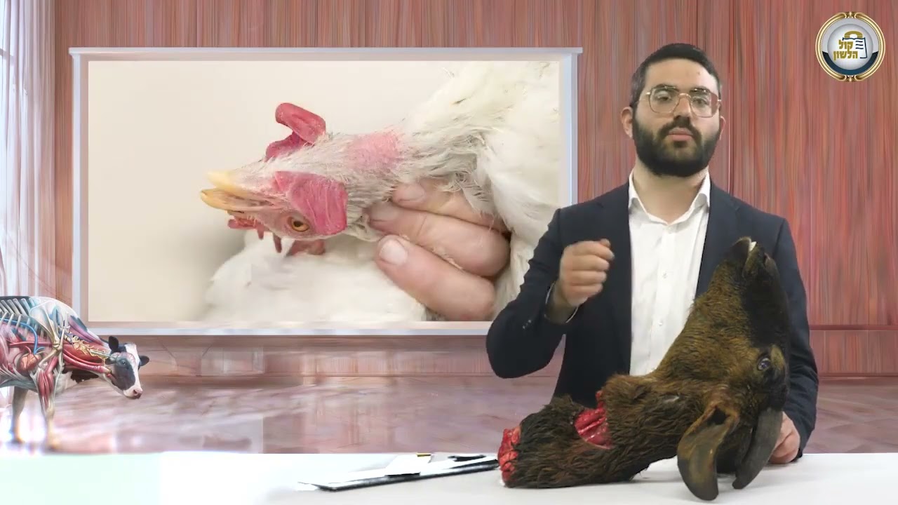 🐢 מסכת חולין בהמחשה חיה! דף ל' ע"ב: הלכות חלדה - פרק 21 🔪 | הרב שמעון אופן בהמחשה ויזואלית 📸