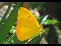 El mundo de los insectos en el campus Piura