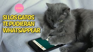 Si los gatos te pudieran whatsappear