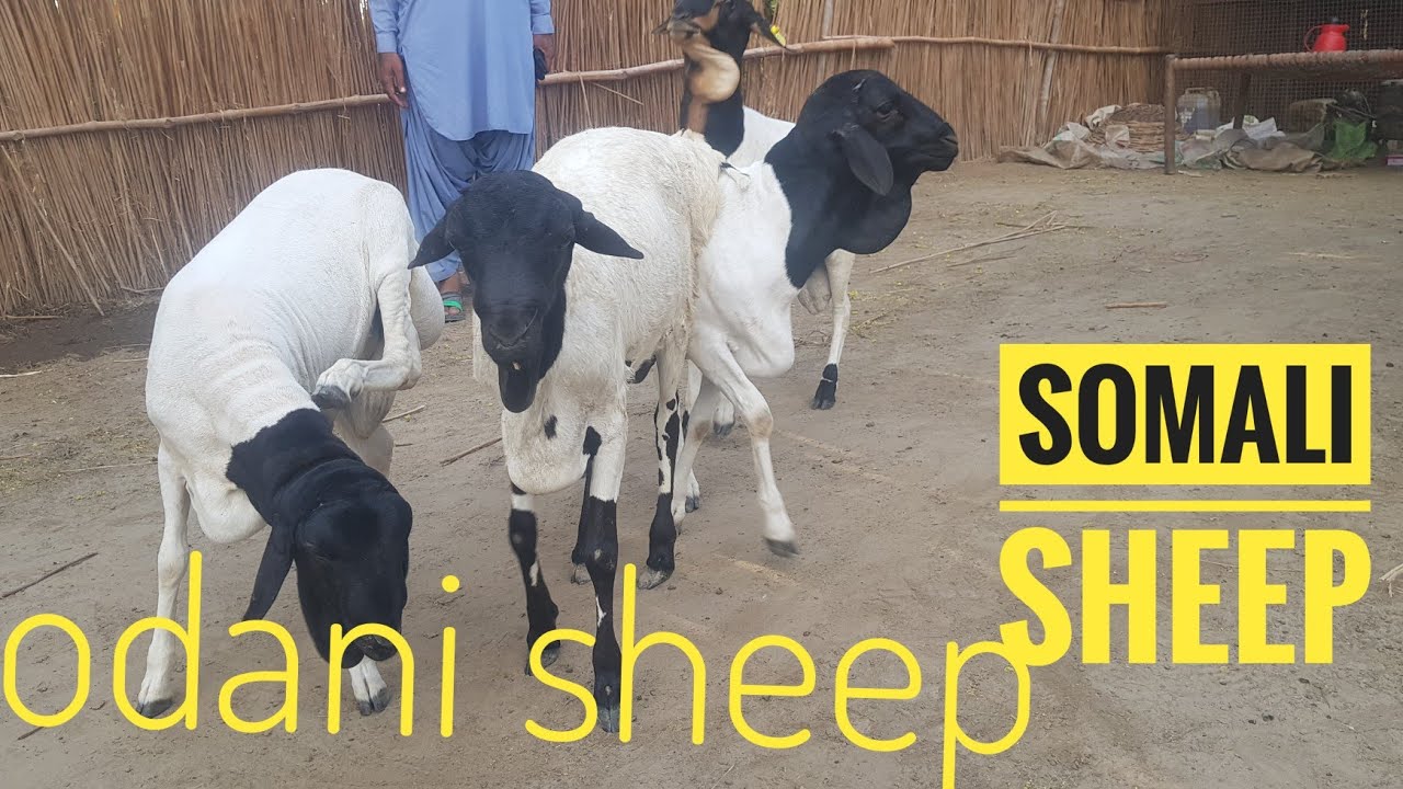 SODANI SHEEP  || SOMALIA SHEEP || LIVESTOCK INFORMATION BY MUHAMMAD ALI