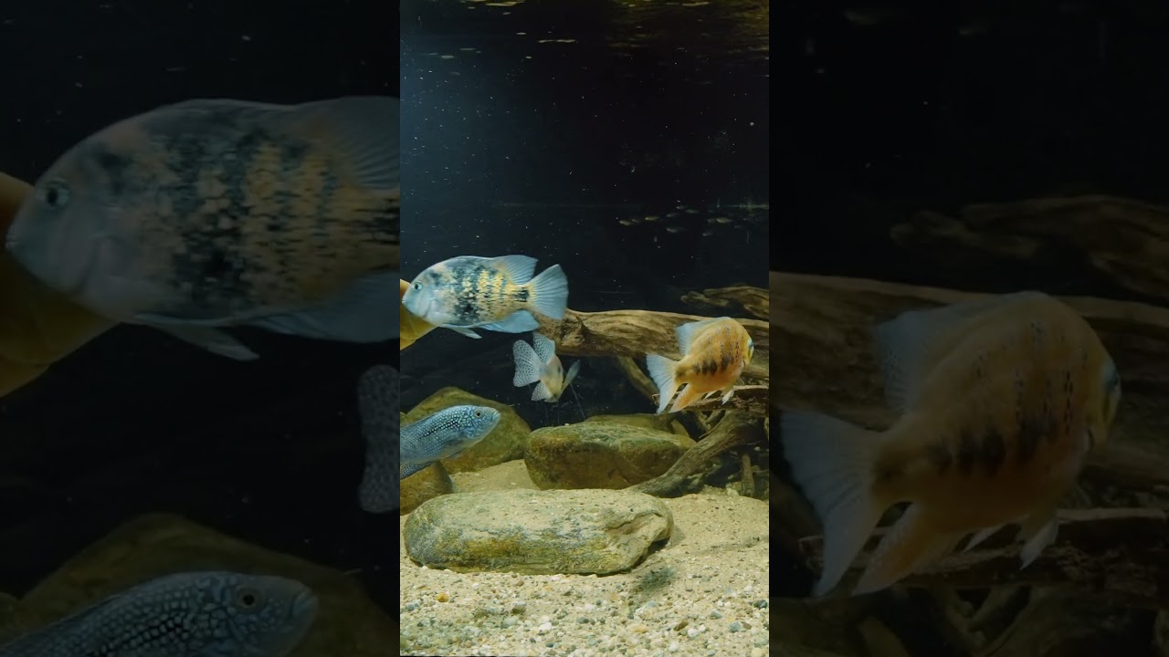 A Glide Past Powerful Cichlids 💛🐟