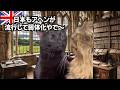 【歴史を変えた決断】日本でアヘンが流行しなかった真相#猫マニ #猫ミーム