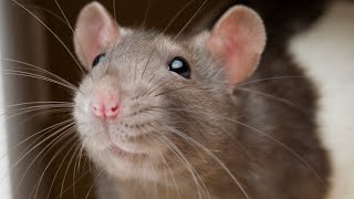 Ratatouille - Le Festin But Its A Compilation Of Rats