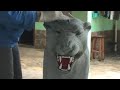 DIY - Escultura em concreto de Onça Preta - Black Panther cement statue