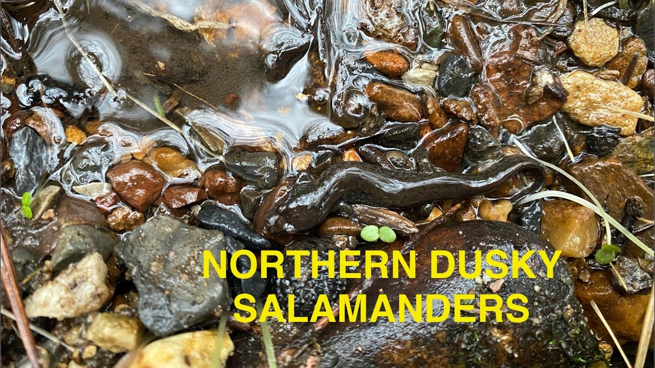 Northern Dusky Salamander finds from 2025 