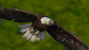 *** Bald Eagles of Centerport Live Stream  2025***