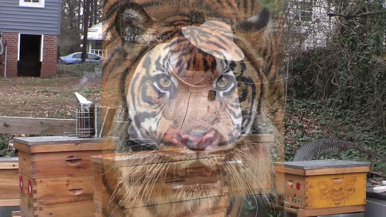 OUR QUEEN BEES ARE LAYING IN JANUARY  A LOT !!????!!