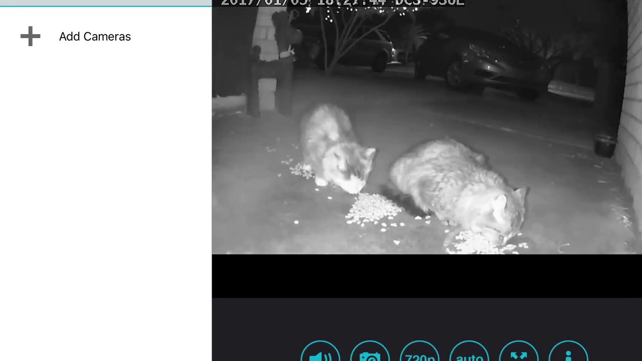 Feral Cat Community I care for 