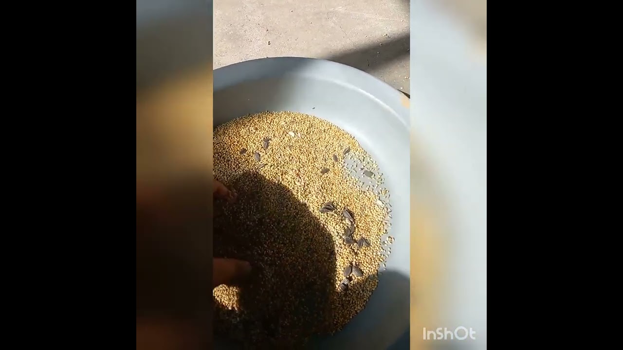 How to care your birds in summer