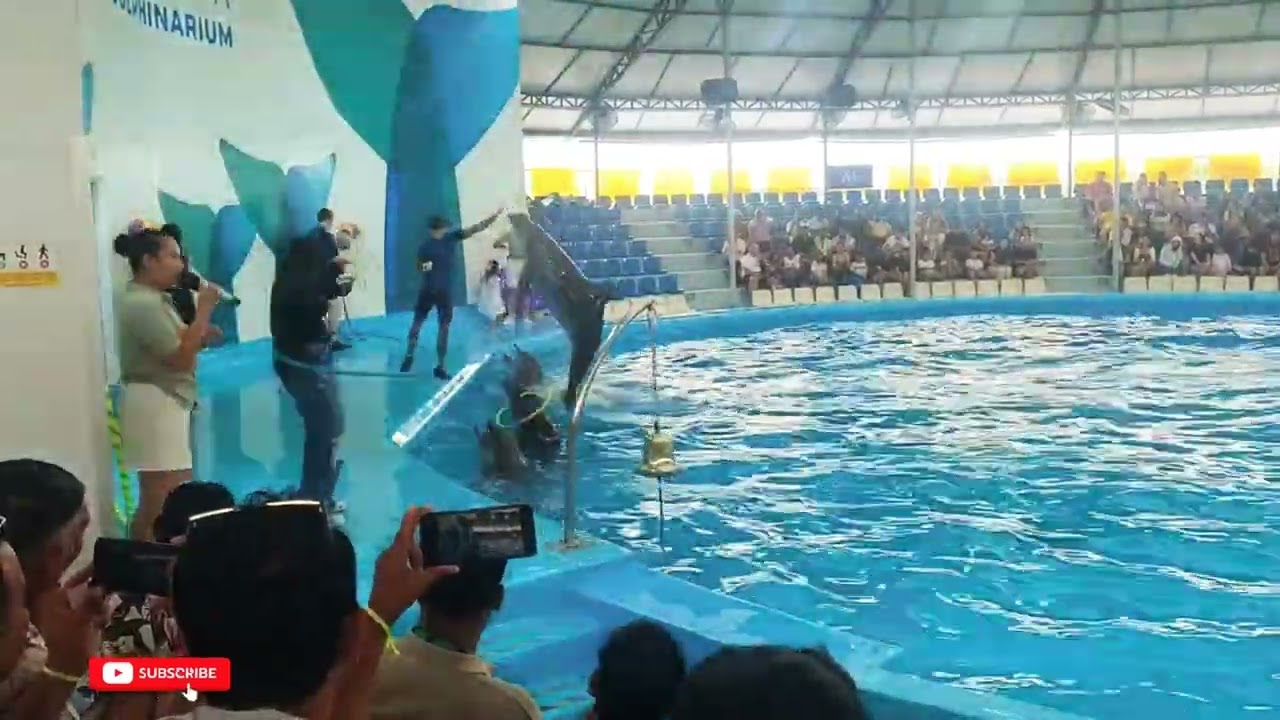 Bangkok (Thailand) Dolphin Show #dolphin #dolphinshow #bangkokthailand #bangkoktravel  #bangkok 