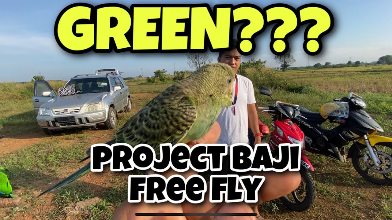 UPDATED BAJI FREE FLY / BAJI TERBANG JAUH DI SAWAH PADI