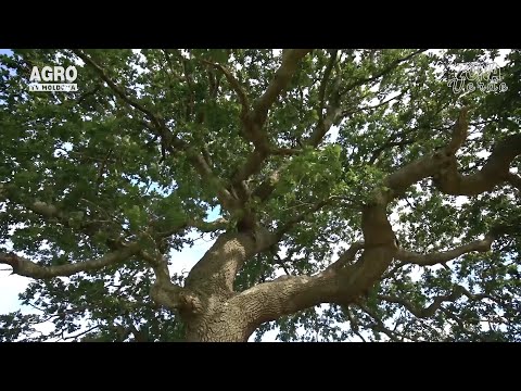 Video: Zona 9 Copaci plin de soare: arbori în creștere care tolerează plin soare