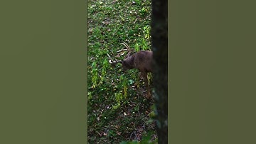 This Buck came right underneath our tree 😳 #bowhunting   #deer   #deerhunting   #bow
