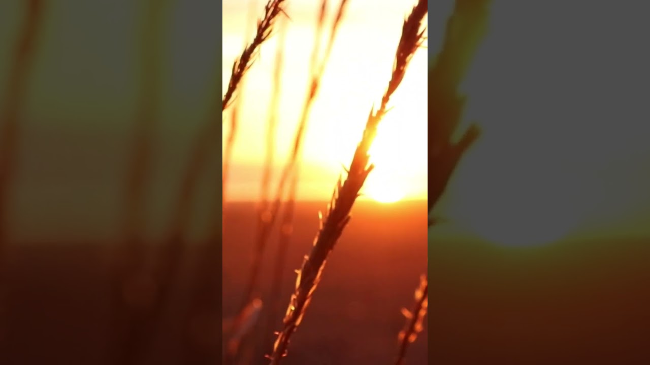 Golden Horizon: A Sunset Spectacle Radiant Horizon: A Mesmerizing Sunset Time-Lapse 🌅