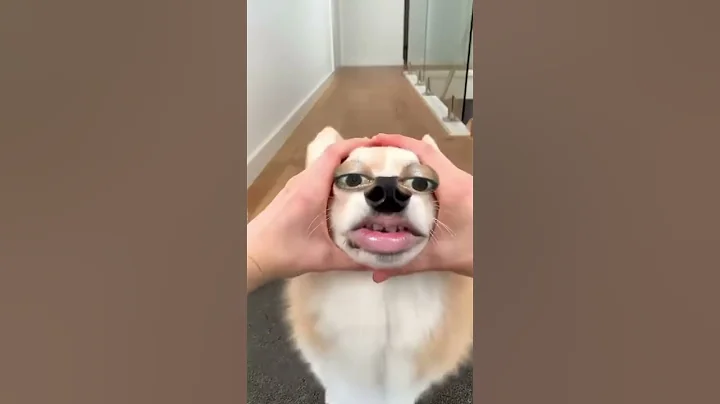 funny puppy 🐶 #funny #cute #ilovegadgets #comedy #aliexpresssmartgadgets #gadgests #memes