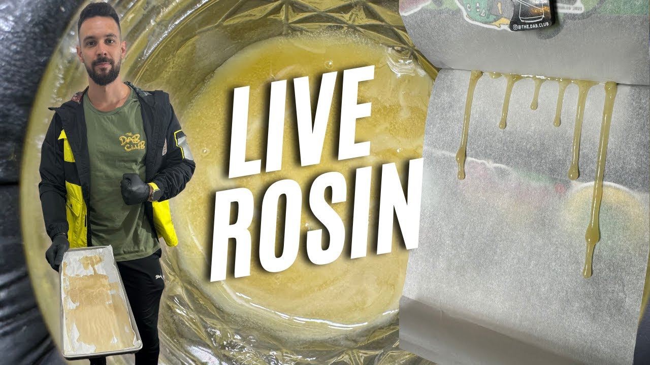La  extracción de Cannabis más potente - Live Rosin con liofilizadora