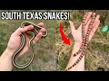 South texas herping along the border milksnakes invasive species lifer frogs and more