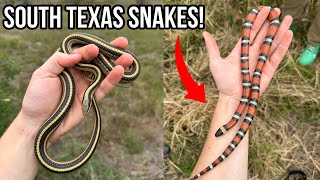 South Texas Herping Along The Border! Milksnakes, Invasive Species, Lifer Frogs, and More!