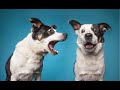 DOGS BARKING Videos Compilation 2023 - Dog Barking Sound Dog Barking Angry Happy How Your DOG REACTS