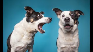 DOGS BARKING Videos Compilation 2023 - Dog Barking Sound Dog Barking Angry Happy How Your DOG REACTS