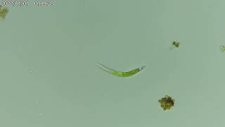 Rescapé Des Glaces Du Pot B Ce Pe Ver Vert, Microscope Objectif 40X