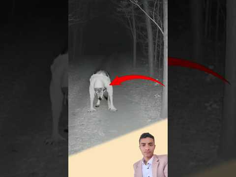 انحنت قامته ونبت الفراء وتحولت ملامحه إلى ذئب شرس يتجول في الليل  