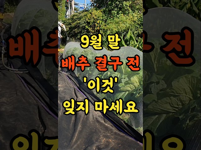 9월 말 김장배추 결구 전 이것을 절대 잊지 마세요!